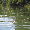 Mueren cientos de peces y otras especies acuáticas en río La Pasión