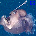 Científicos  graban por primera vez al pez “Diablo Negro del Mar”