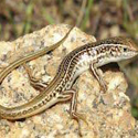 Descubren una nueva especie de lagartija en Australia Occidental