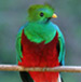 quetzal01
