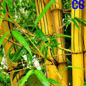 Ministerio de Agricultura Firma convenio para industrialización del Bambú 
