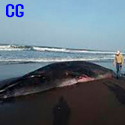 Autoridades guatemaltecas investigan muerte de una Ballena.