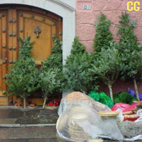 INAB solicita a los guatemaltecos no comprar pinabetes en esta Navidad 