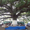 ceiba