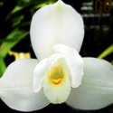 Inicia la 39 edición de la “Exposición Nacional de Orquídeas”