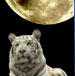 www.cultiguate.com