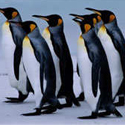 Guatemala: el zoológico La aurora  recibirá a pingüinos 