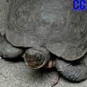 80 tortugas muertas en las costa del pacifico de Guatemala.